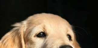 jaki pies dla dziecka