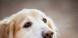 jakiego zapachu nie lubią psy