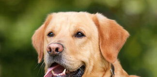 Co powinno znaleźć się w profesjonalnej lecznicy weterynaryjnej