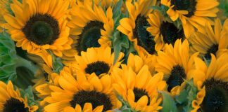 Elizówka – rynek hurtowy w nowoczesnym stylu