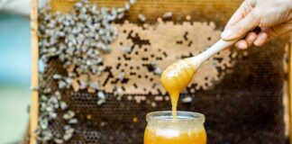 5 rodzajów miodów, które warto wypróbować