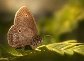 Czy 8 klasy będą miały HiT?