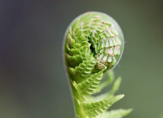 Czy kiełki ze sklepu są zdrowe?