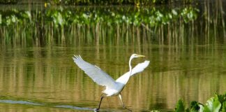 Dlaczego na Heinz jest 57?