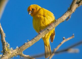 Ile kosztuje 1 g szafranu?