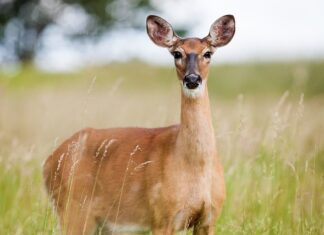 Co to jest ikra z łososia?