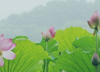 Co lepsze woda ze studnia czy wodociąg?