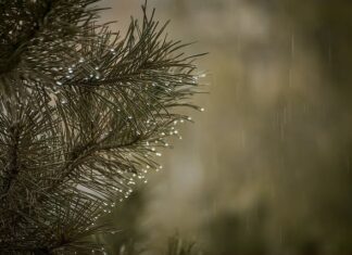 Czy usuwać igliwie spod TUI?