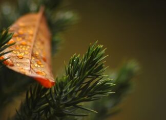 Co najlepiej wysypać pod tuje?