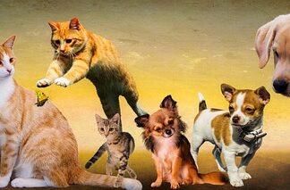 Dlaczego psy piją wodę z toalety?