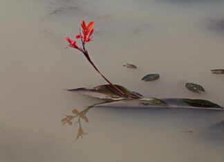 O czym świadczy mętna woda po zagotowaniu?