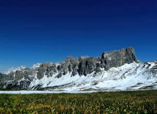 Czy igły z choinki jako nawóz?