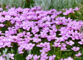 Co można zrobić aby pozbyć się mchu z trawnika?