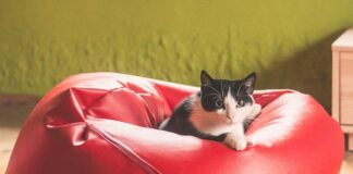 Jak właściwie karmić kota po sterylizacji